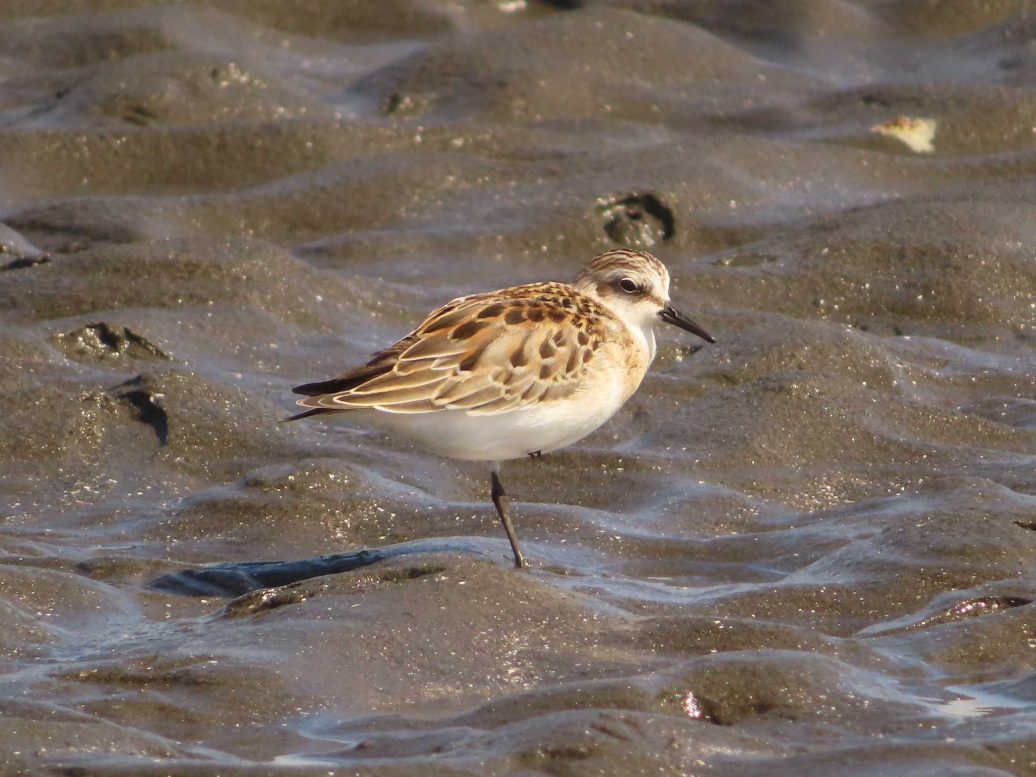 Photo of Red-necked Stint at Sambanze Tideland by ゆ