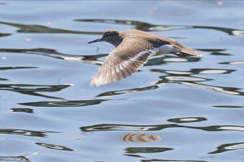 イソシギ 東京港野鳥公園 2023年10月22日(日)