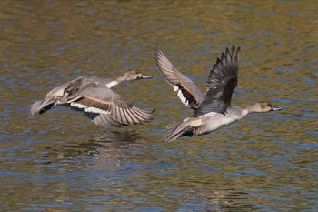 オナガガモ 東京港野鳥公園 2023年10月22日(日)