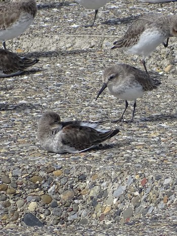 2023年10月23日(月) 海ほたるの野鳥観察記録