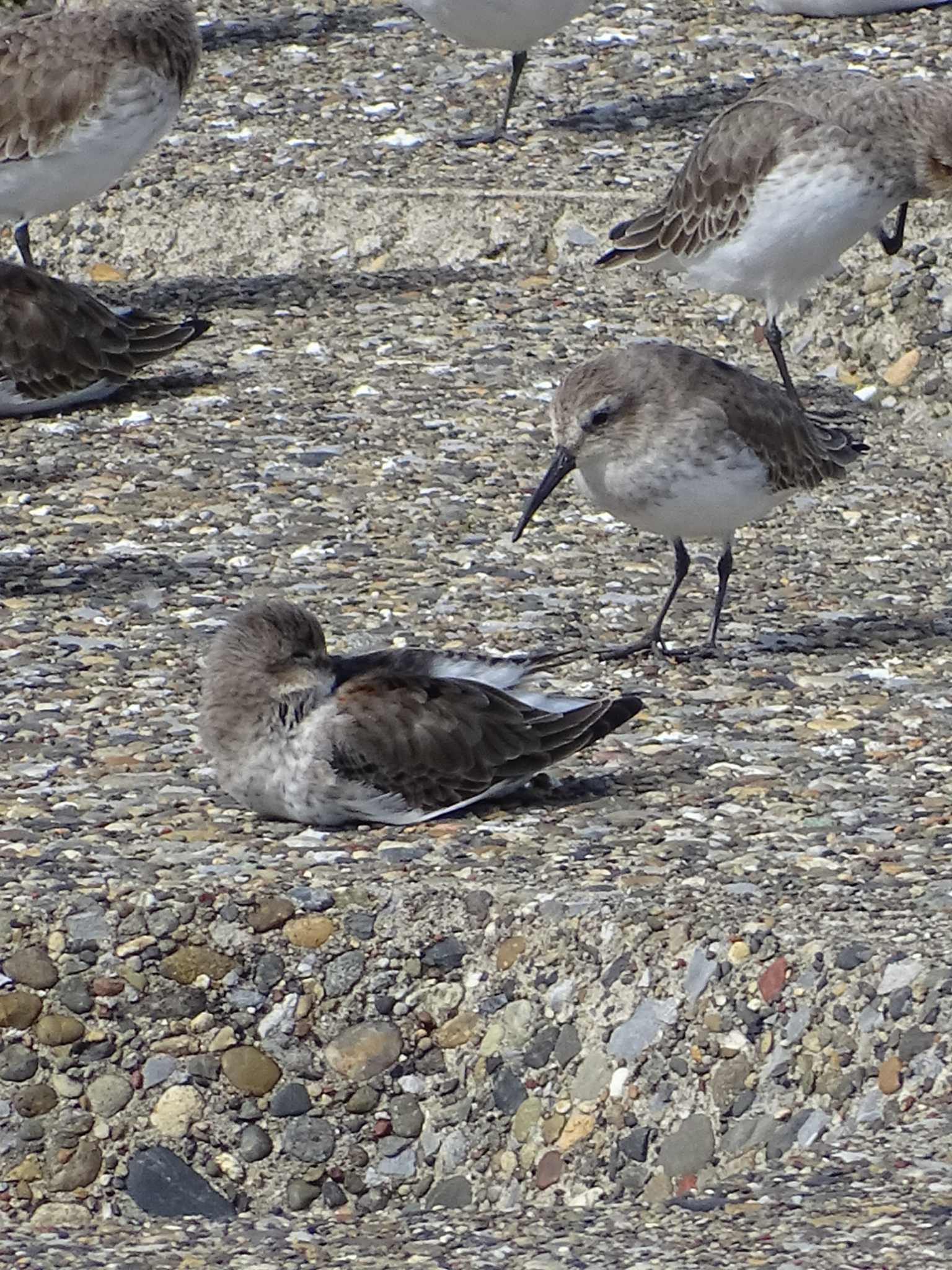 Photo of Dunlin at 海ほたる by poppo