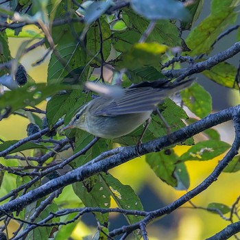 Kamchatka Leaf Warbler 宮城県仙台市 Wed, 10/25/2023