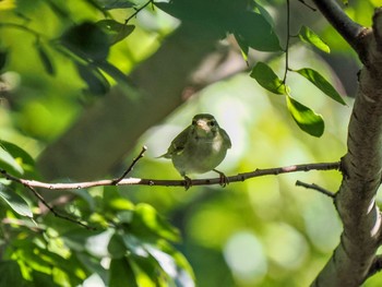 Kamchatka Leaf Warbler 芝川第一調節池(芝川貯水池) Sun, 10/22/2023