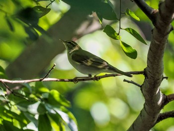 Kamchatka Leaf Warbler 芝川第一調節池(芝川貯水池) Sun, 10/22/2023