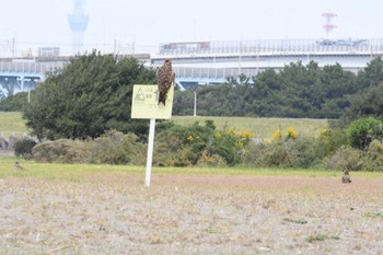 トビ 葛西臨海公園 2023年10月25日(水)