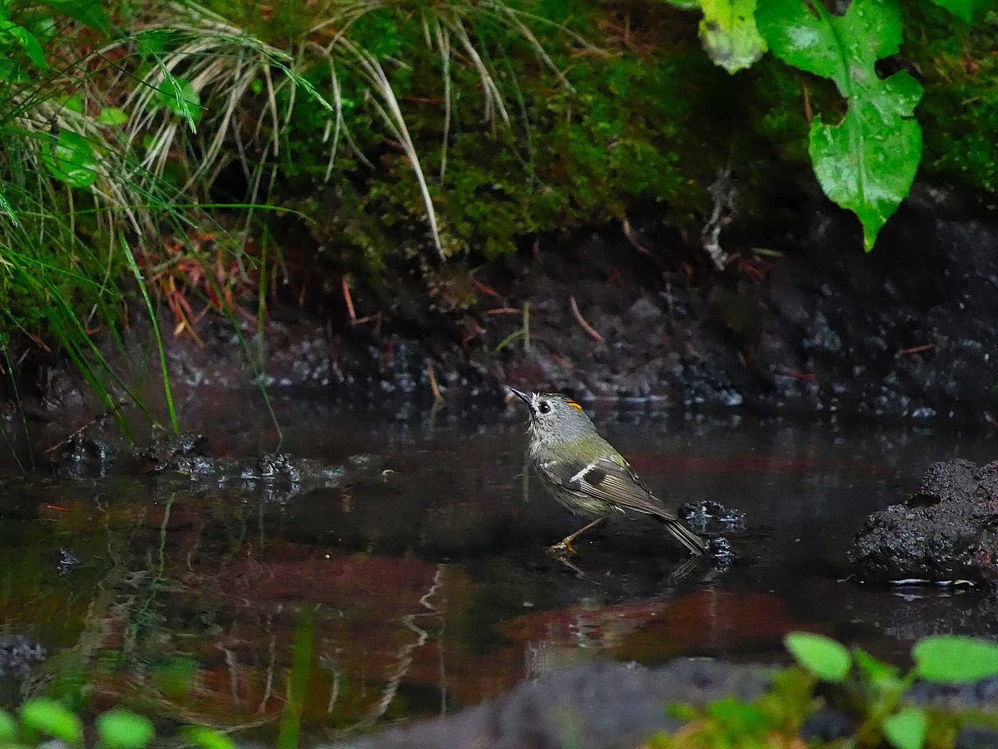 Photo of Goldcrest at Okuniwaso(Mt. Fuji) by kenek