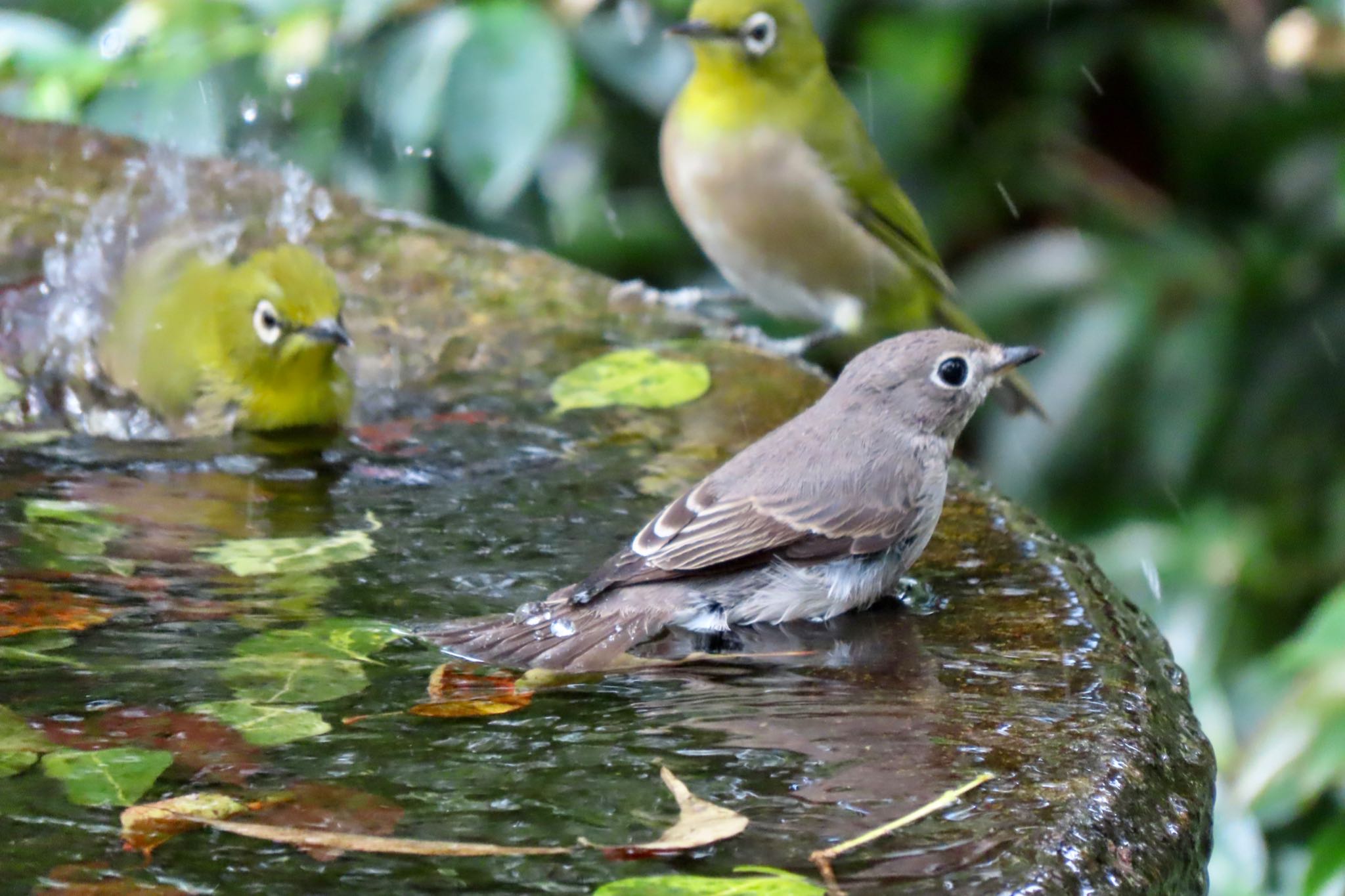 権現山(弘法山公園) コサメビタキの写真 by 中学生探鳥家