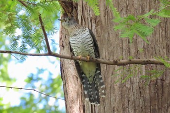 Lesser Cuckoo Mizumoto Park Sun, 10/22/2023