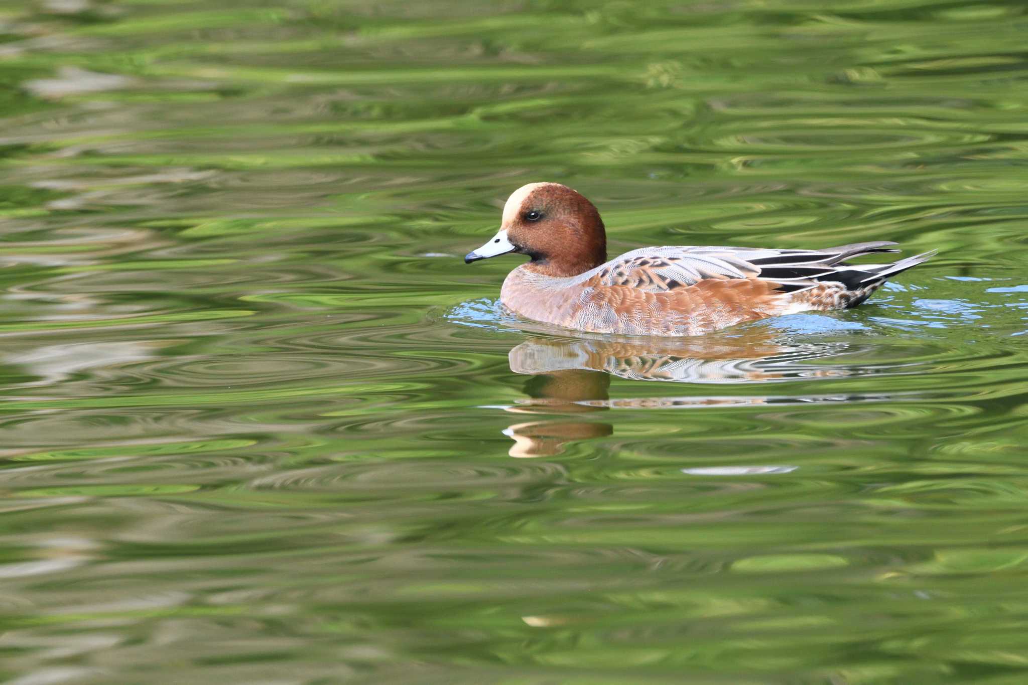 井頭公園 ヒドリガモの写真 by すずめのお宿