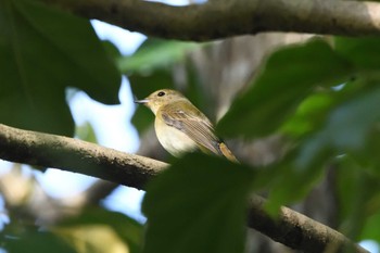 2023年10月14日(土) 井頭公園の野鳥観察記録