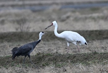 Hooded Crane 出水市ツル観察センター在庫から Mon, 2/14/2022