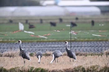 White-naped Crane 出水市ツル観察センター在庫から Mon, 2/14/2022