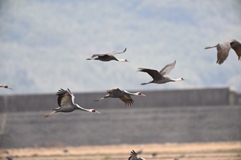 White-naped Crane 出水市ツル観察センター在庫から Mon, 2/14/2022