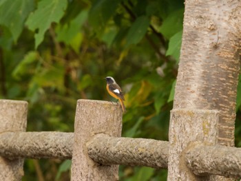 Wed, 10/25/2023 Birding report at 砂沼