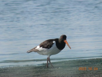 ミヤコドリ ふなばし三番瀬海浜公園 2023年10月24日(火)