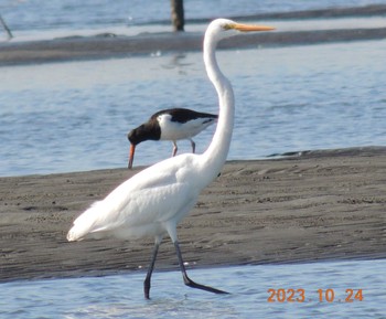 ダイサギ ふなばし三番瀬海浜公園 2023年10月24日(火)