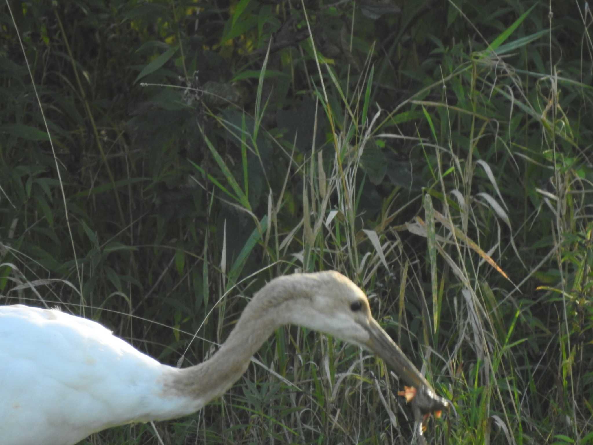 Red-crowned Crane