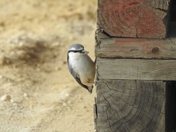 Eurasian Nuthatch 浦幌森林公園(浦幌町) Tue, 10/17/2023