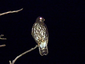 2023年10月22日(日) 石垣島の野鳥観察記録