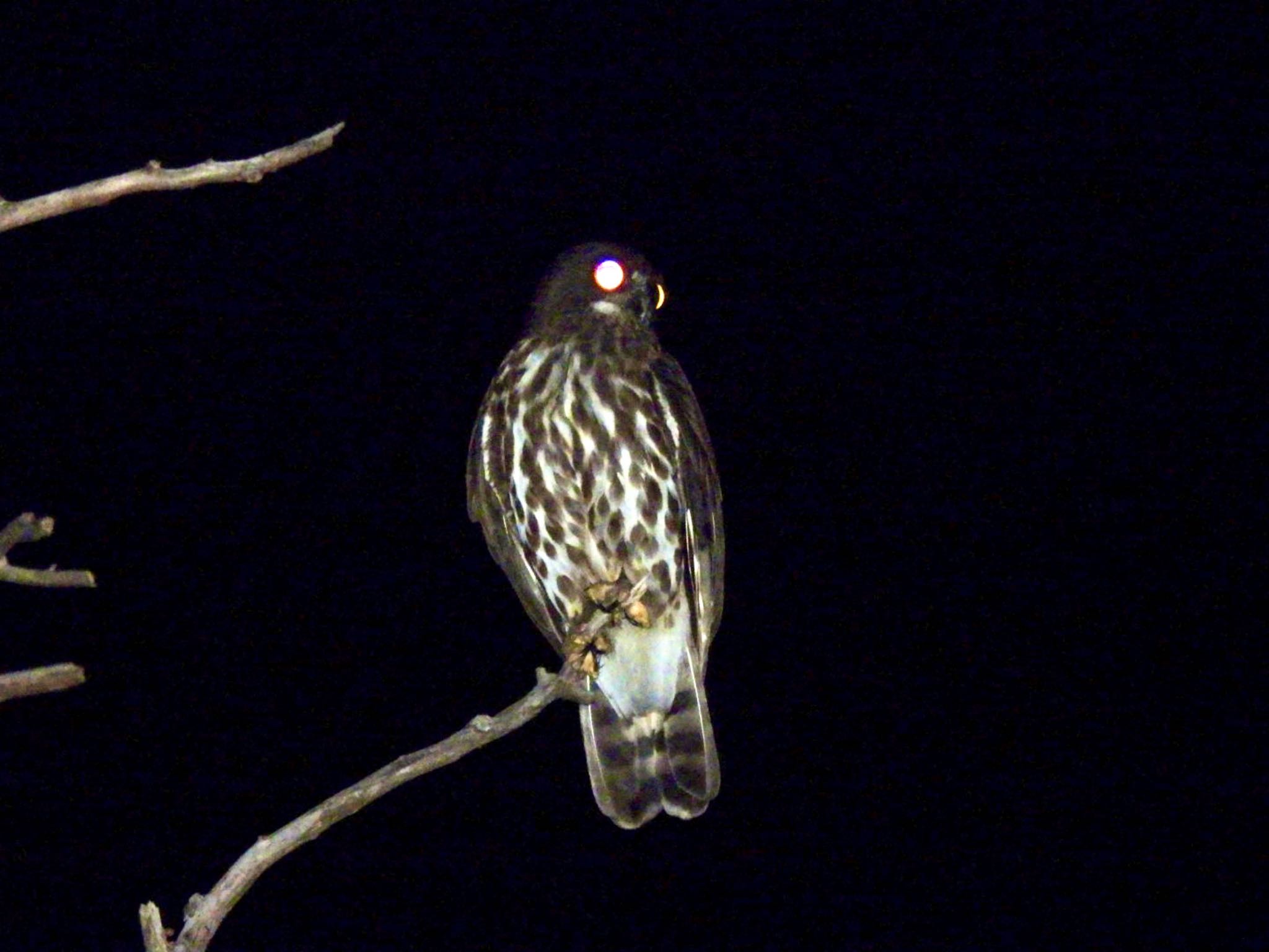 石垣島 リュウキュウアオバズクの写真 by カモちゃん