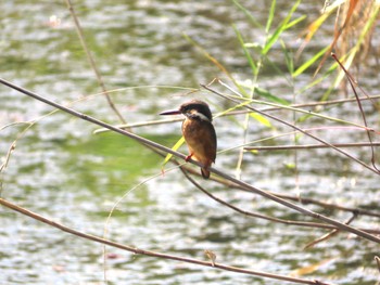 Common Kingfisher 杁ヶ池公園 Fri, 10/13/2023