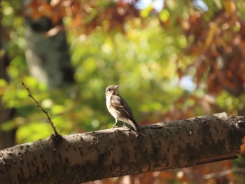 2023年10月13日(金) 杁ヶ池公園の野鳥観察記録