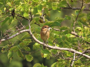 Bull-headed Shrike 杁ヶ池公園 Fri, 10/13/2023