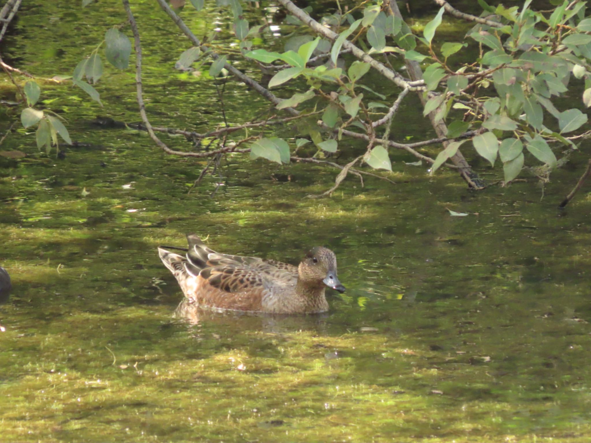 杁ヶ池公園 ヒドリガモの写真 by オヤニラミ