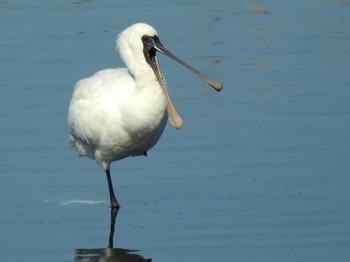 2023年10月24日(火) 五主池の野鳥観察記録