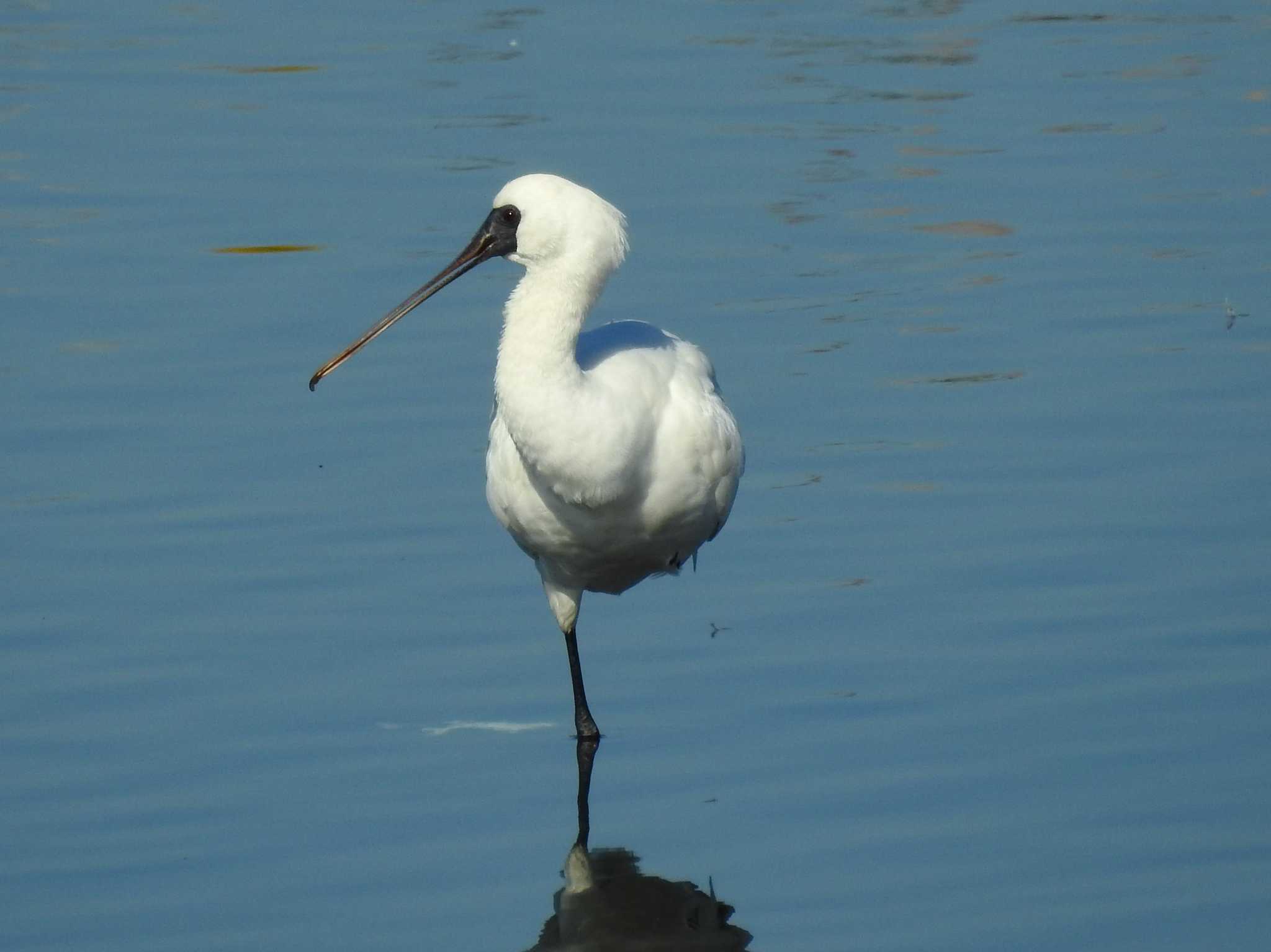 Black-faced Spoonbill