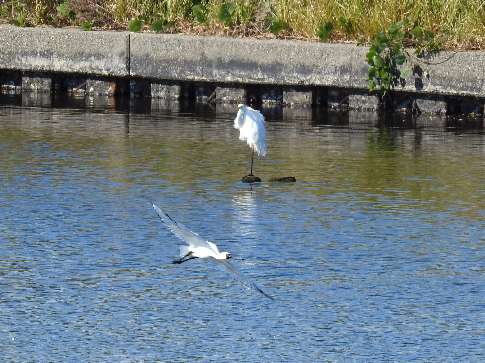 Black-faced Spoonbill