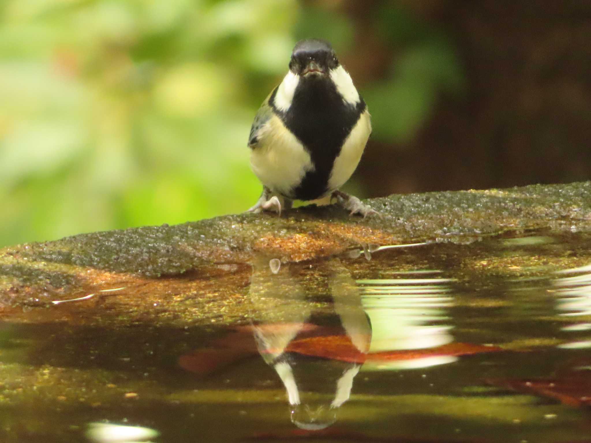 シジュウカラ