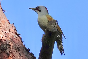 Japanese Green Woodpecker 多々良沼公園 Sun, 10/22/2023