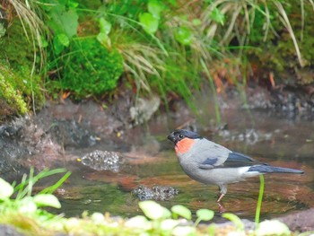 Eurasian Bullfinch Okuniwaso(Mt. Fuji) Sat, 7/8/2017