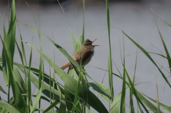Oriental Reed Warbler 荒川河川敷 Sun, 6/25/2023