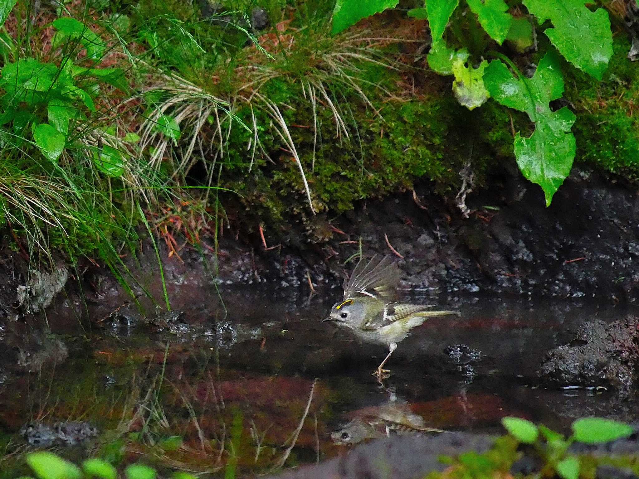 キクイタダキ