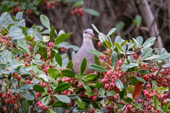 キジバト 館山野鳥の森 2023年10月14日(土)