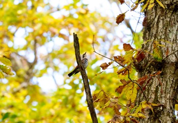 Dusky Thrush Togakushi Forest Botanical Garden Tue, 10/17/2023