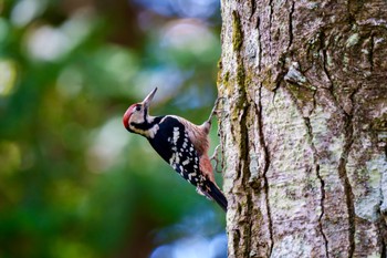 White-backed Woodpecker Togakushi Forest Botanical Garden Tue, 10/17/2023