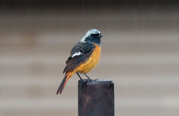 Daurian Redstart 車山肩 Mon, 9/4/2023