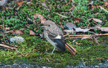 Daurian Redstart 車山肩 Mon, 9/4/2023