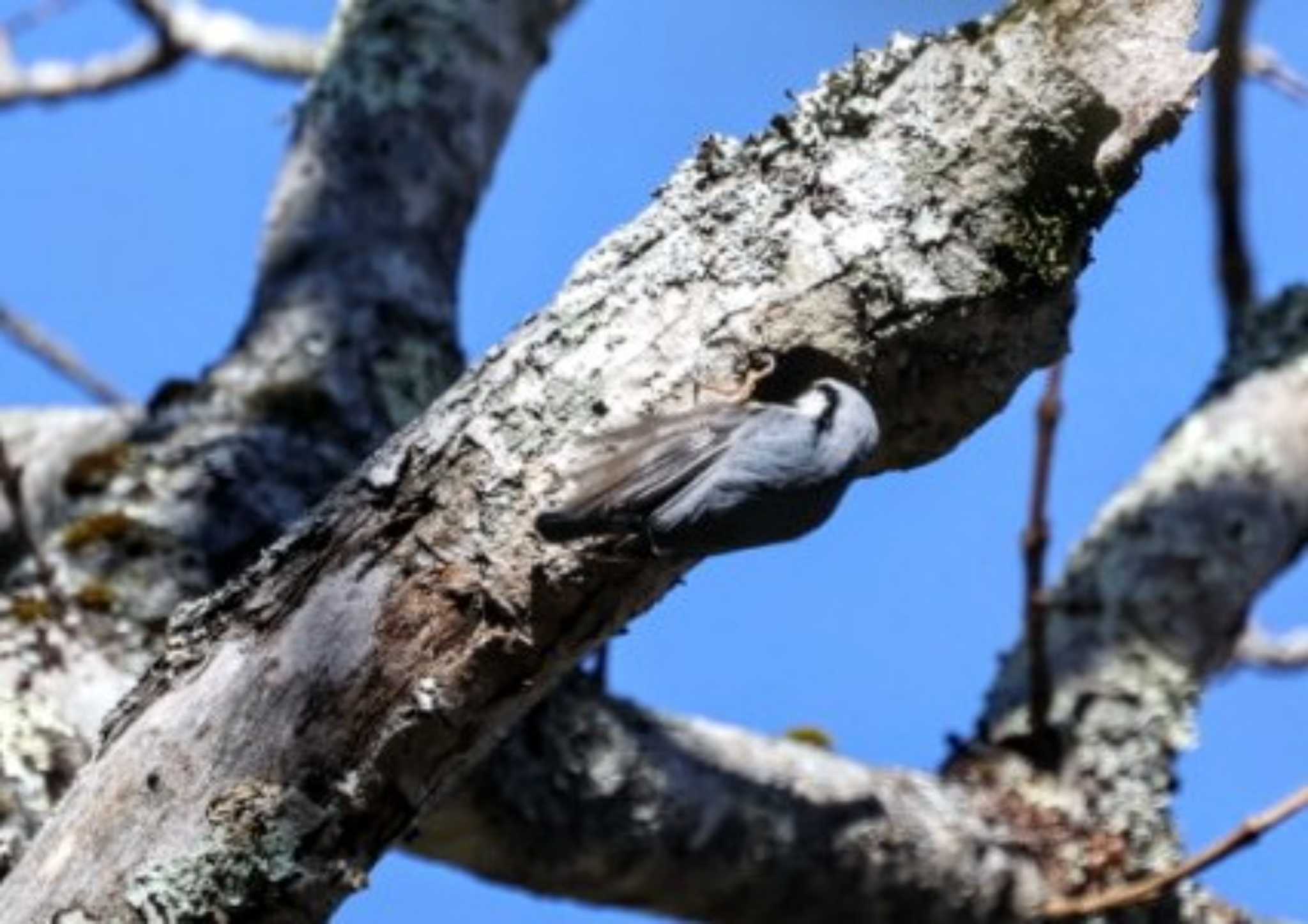 Photo of Eurasian Nuthatch at Togakushi Forest Botanical Garden by カルル