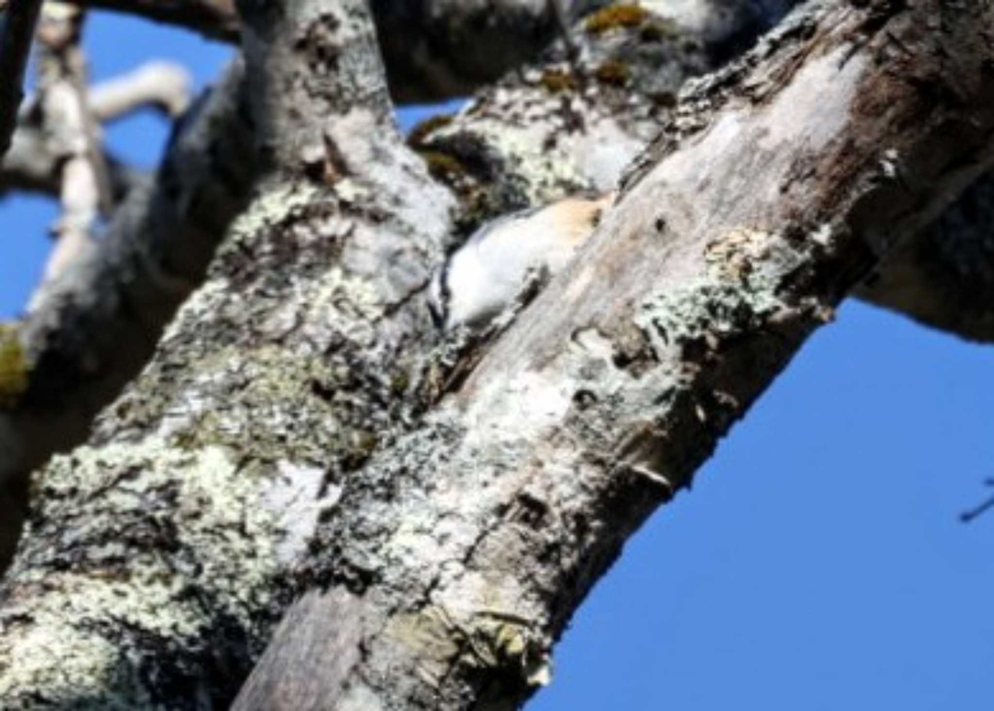 Photo of Eurasian Nuthatch at Togakushi Forest Botanical Garden by カルル