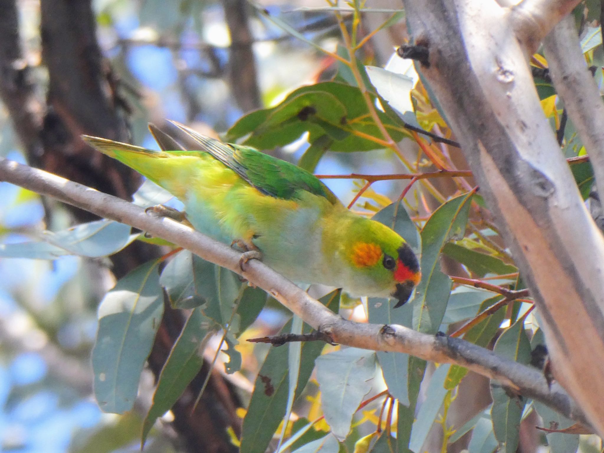 Dryandra Woodland, WA, Australia ムラサキガシラジャコウインコの写真 by Maki