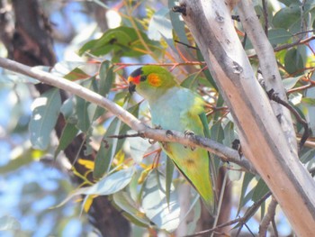 ムラサキガシラジャコウインコ Dryandra Woodland, WA, Australia 2023年10月10日(火)