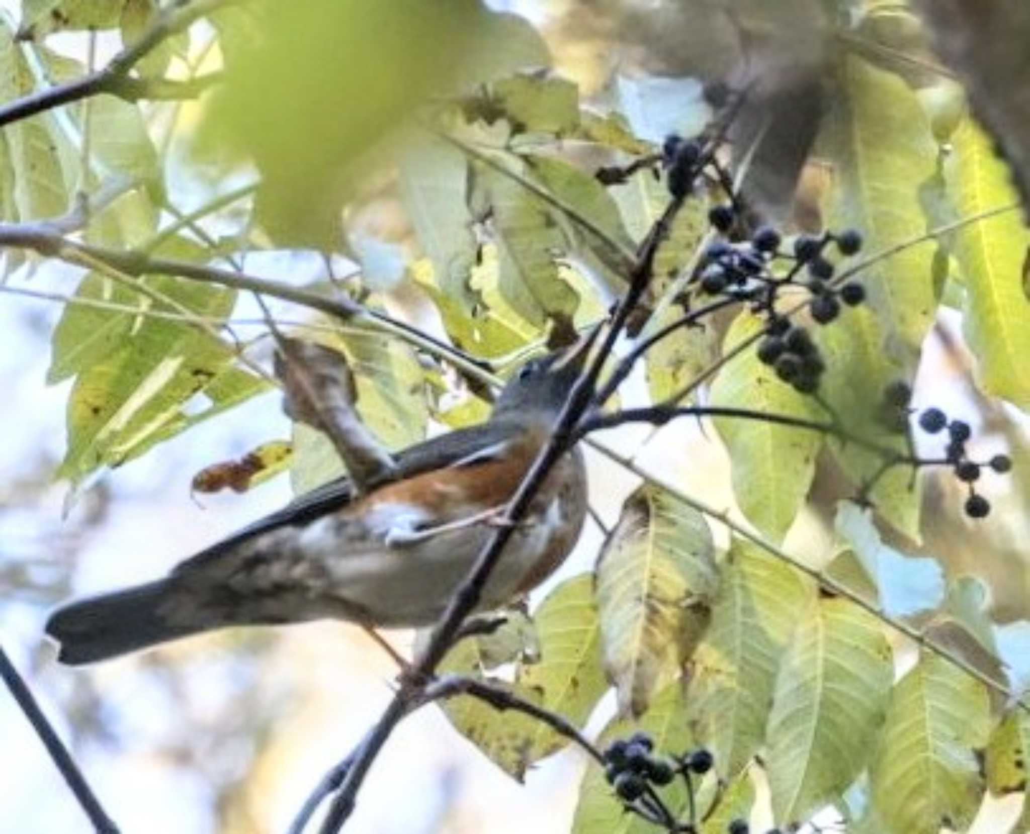 Brown-headed Thrush