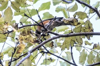 アカハラ 戸隠森林植物園(戸隠森林公園) 2023年10月22日(日)