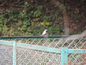 シジュウカラ 宇都宮市森林公園 2023年10月25日(水)