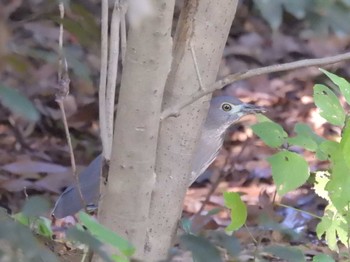 2023年10月26日(木) 京都御苑の野鳥観察記録