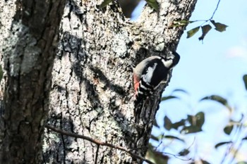 アカゲラ 戸隠森林植物園(戸隠森林公園) 2023年10月22日(日)